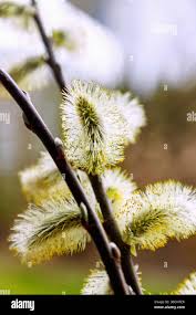 Attēlu rezultāti vaicājumam “Salix myrsinifolia male flower”
