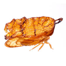 Attēlu rezultāti vaicājumam “Meloe sp. larva”