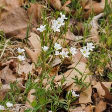 Attēlu rezultāti vaicājumam “Cerastium arvense flower”