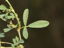 Attēlu rezultāti vaicājumam “Medicago sativa subsp. falcata”