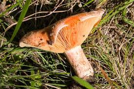 Attēlu rezultāti vaicājumam “Lactarius deliciosus”