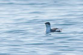 Image result for Brachyramphus perdix