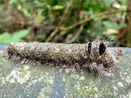 Attēlu rezultāti vaicājumam “Lasiocampidae”