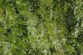 Attēlu rezultāti vaicājumam “Pseudotaxiphyllum elegans”