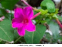 Attēlu rezultāti vaicājumam “Viola mirabilis flower”