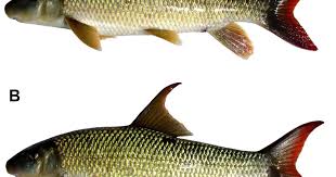 Image result for Moxostoma duquesnei