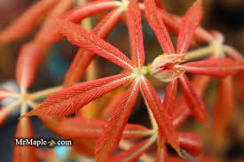 Attēlu rezultāti vaicājumam “Aesculus x neglecta flower”