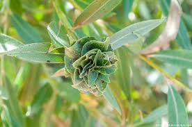 Attēlu rezultāti vaicājumam “Rhabdophaga rosaria”