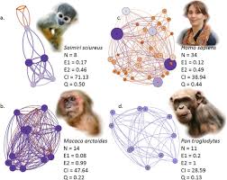 Attēlu rezultāti vaicājumam “Primates”