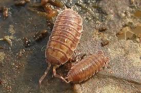 Attēlu rezultāti vaicājumam “Oniscoidea”