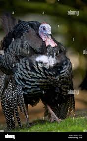 Attēlu rezultāti vaicājumam “Meleagris male”