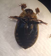 Attēlu rezultāti vaicājumam “Acilius sulcatus”