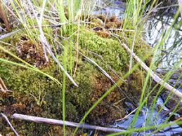 Attēlu rezultāti vaicājumam “Bryum neodamense”