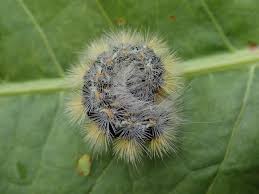 Attēlu rezultāti vaicājumam “Rhyparia purpurata”