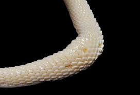 Image result for Mustelus canis