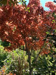 Attēlu rezultāti vaicājumam “Acer pseudoplatanus fo. purpurascens”