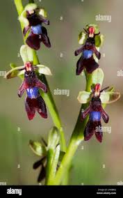 Attēlu rezultāti vaicājumam “Ophrys insectifera flower”