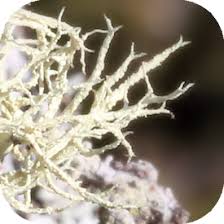 Attēlu rezultāti vaicājumam “Evernia mesomorpha”