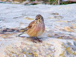 Attēlu rezultāti vaicājumam “Carduelis cannabina adult”