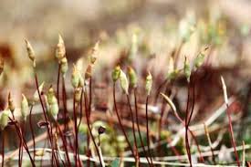 Attēlu rezultāti vaicājumam “Polytrichastrum formosum sporophyte”