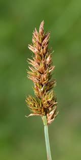 Attēlu rezultāti vaicājumam “Carex disticha”