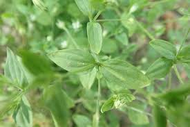 Attēlu rezultāti vaicājumam “Moehringia trinervia bud”