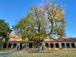 Attēlu rezultāti vaicājumam “Fraxinus”