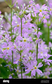 Image result for Primula malacoides