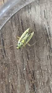 Attēlu rezultāti vaicājumam “Stenotus binotatus male”