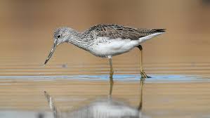 Attēlu rezultāti vaicājumam “Tringa nebularia”