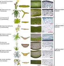 Attēlu rezultāti vaicājumam “Crassulaceae”