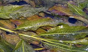 Attēlu rezultāti vaicājumam “Potamogeton lucens leaf”