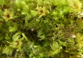 Attēlu rezultāti vaicājumam “Mnium hornum sporophyte”