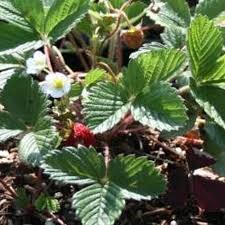 Image result for Fragaria vesca