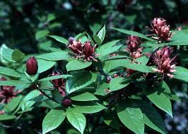 Attēlu rezultāti vaicājumam “Calycanthus floridus”