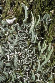 Attēlu rezultāti vaicājumam “Cladonia coniocraea”