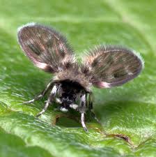 Attēlu rezultāti vaicājumam “Psychodidae”