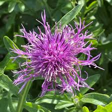 Attēlu rezultāti vaicājumam “Centaurea scabiosa flower”