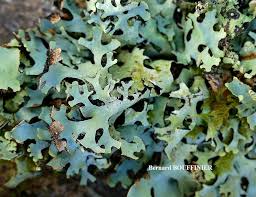 Attēlu rezultāti vaicājumam “Hypotrachyna sp.”