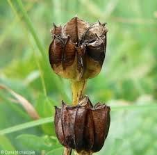 Attēlu rezultāti vaicājumam “Lathyrus palustris bud”