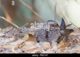 Attēlu rezultāti vaicājumam “Caprimulgus europaeus egg”