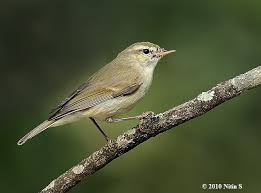 Attēlu rezultāti vaicājumam “Phylloscopus trochiloides”