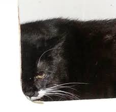 Image result for invisible cat