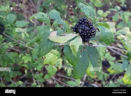 Attēlu rezultāti vaicājumam “Eleutherococcus sessiliflorus”