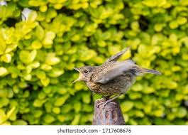 Attēlu rezultāti vaicājumam “Erithacus rubecula juvenile”