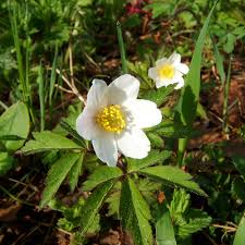 Image result for Buschwindröschen