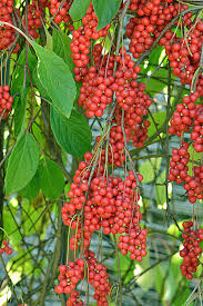 Attēlu rezultāti vaicājumam “Schisandra chinensis”