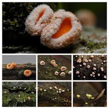 Attēlu rezultāti vaicājumam “Lachnellula willkommii”