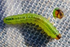 Attēlu rezultāti vaicājumam “Arge ustulata”