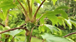 Attēlu rezultāti vaicājumam “Kalopanax septemlobus fruit”